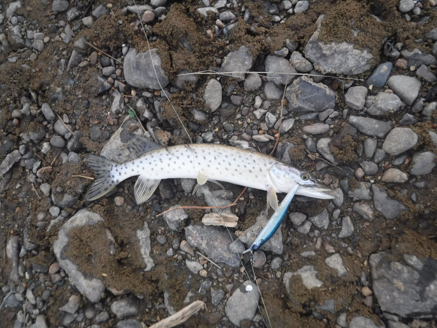 DSCF9186.JPG