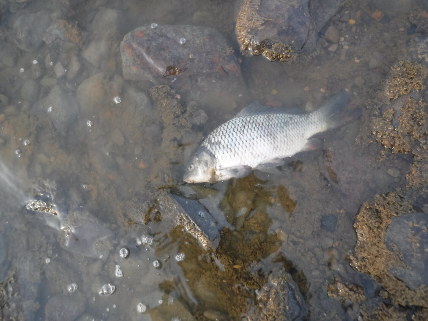 DSCF9190.JPG