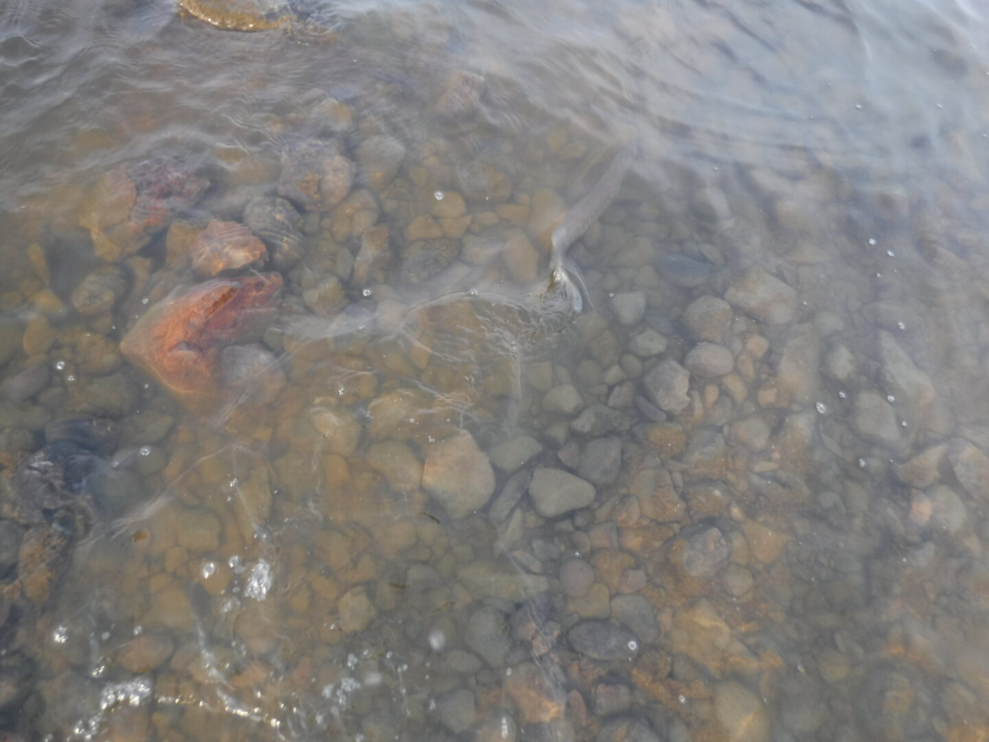 DSCF9195.JPG