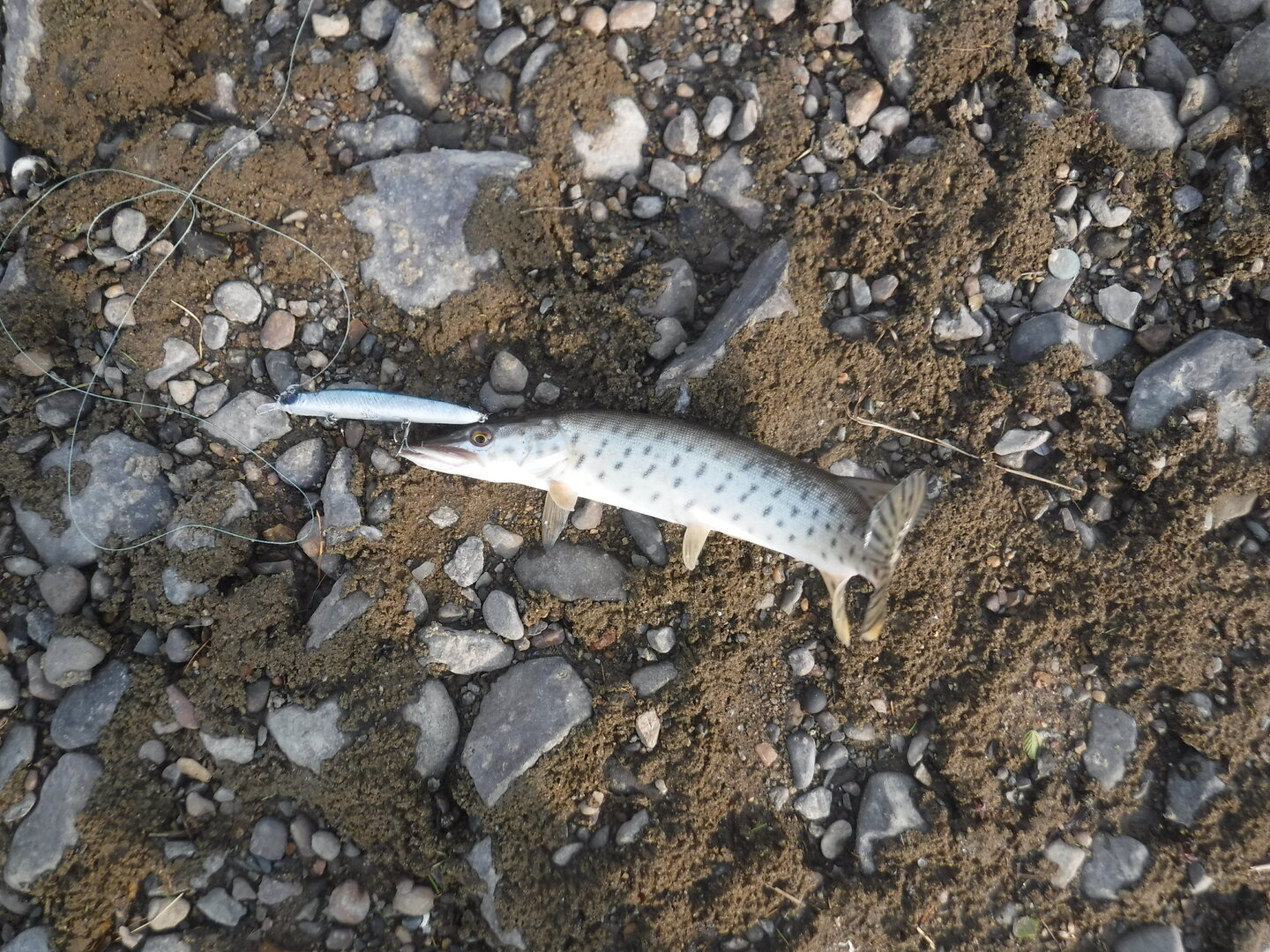 DSCF9198.JPG