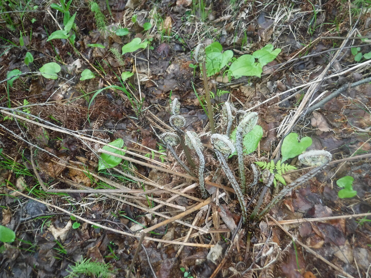 DSCF9217.JPG DSCF9217.JPG