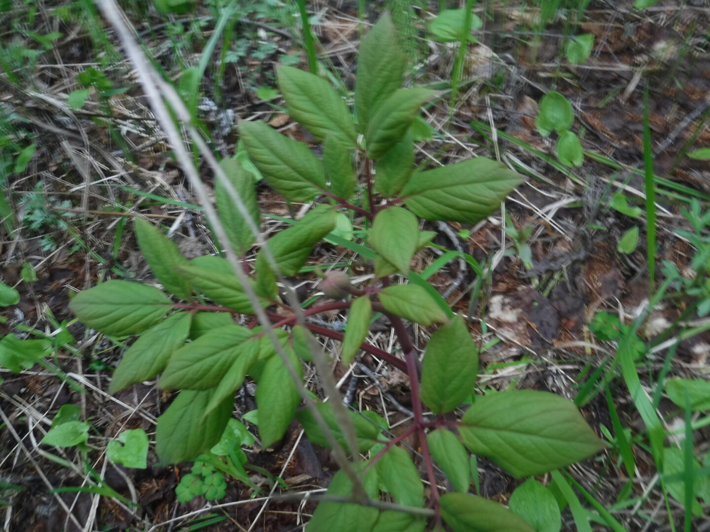 DSCF9228.JPG DSCF9228.JPG