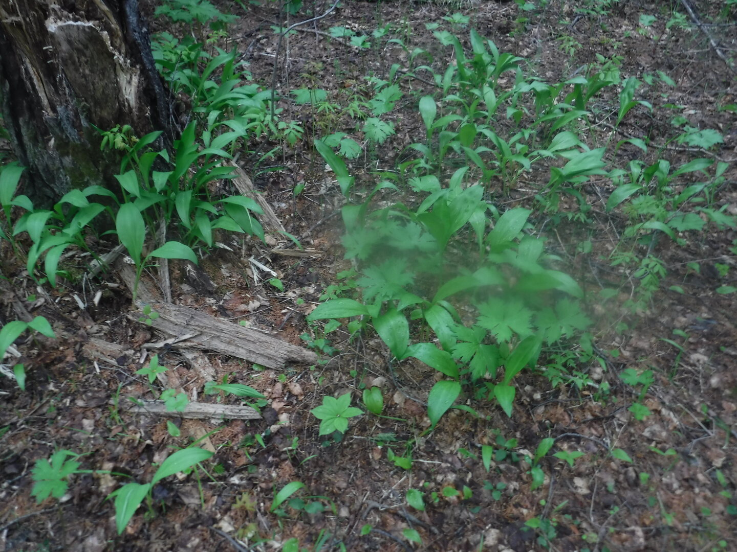DSCF9230.JPG DSCF9230.JPG