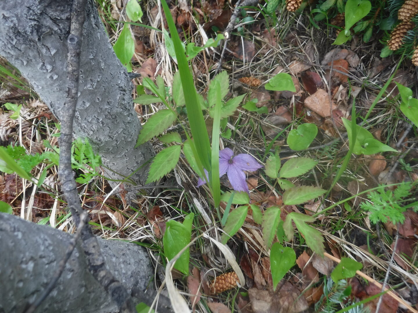 DSCF9233.JPG