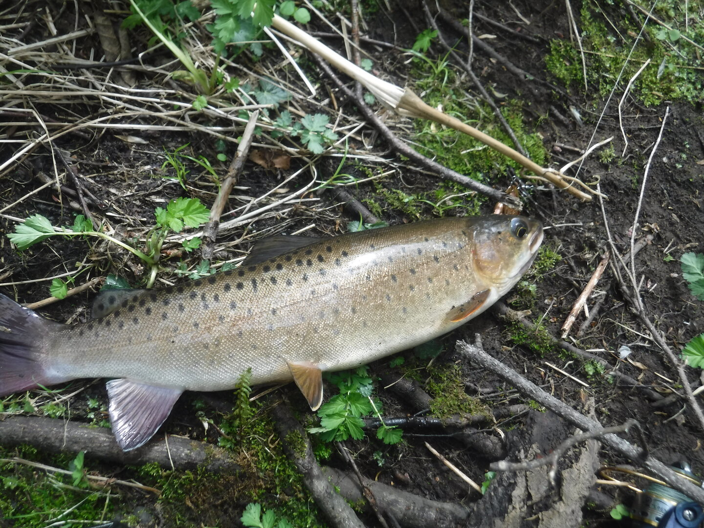 DSCF9273.JPG