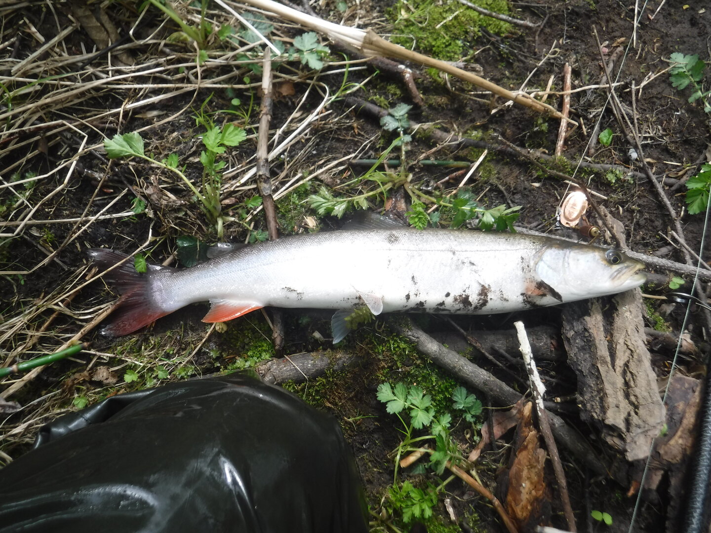 DSCF9275.JPG