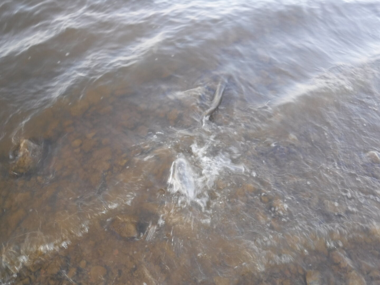 DSCF9301.JPG