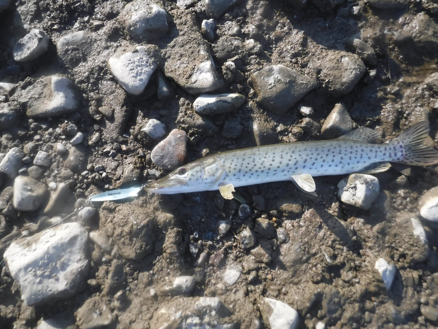 DSCF9308.JPG