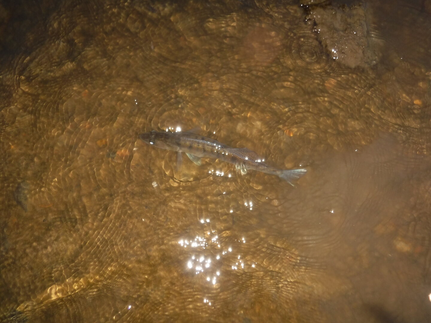 DSCF9313.JPG