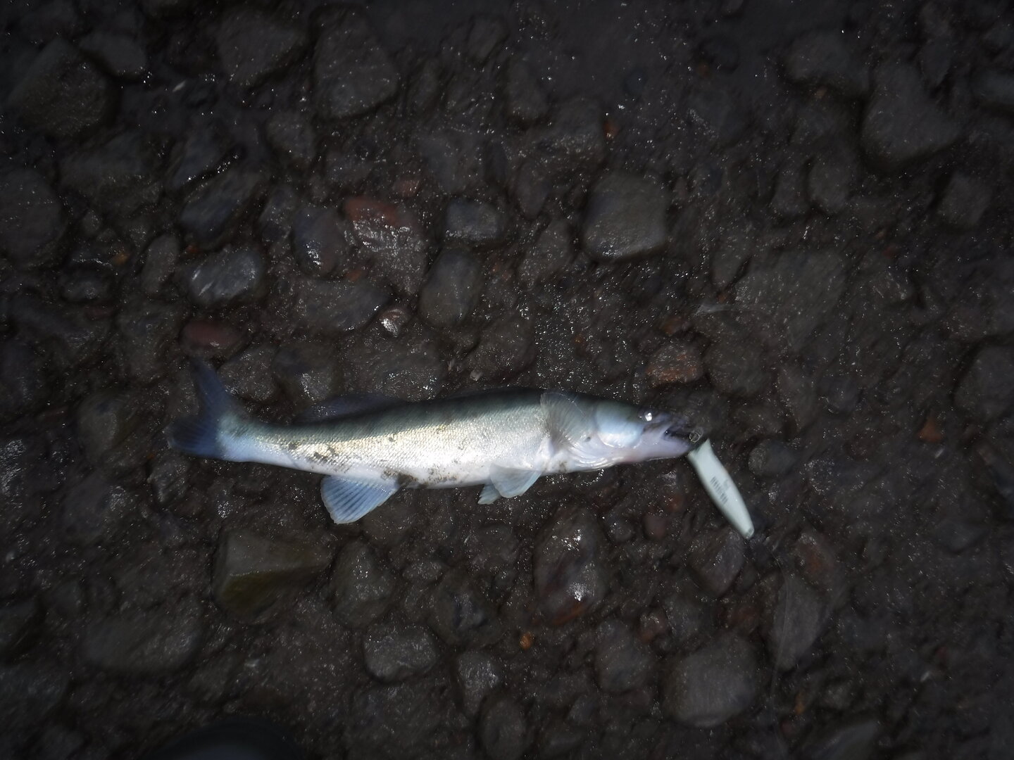 DSCF9317.JPG