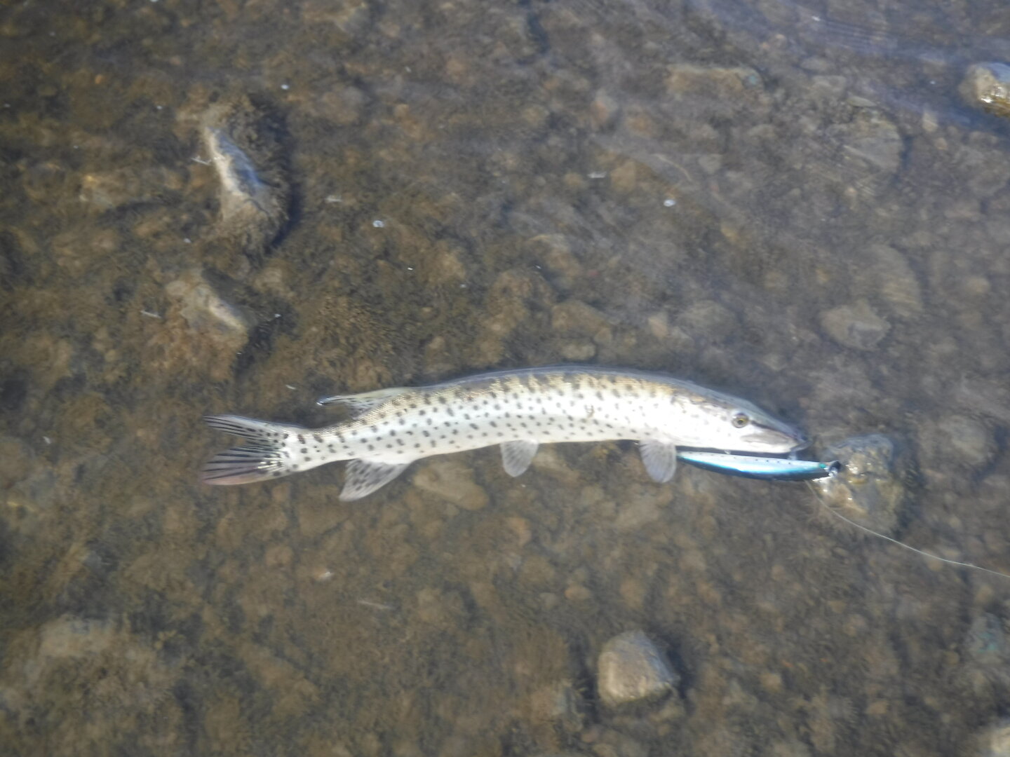 DSCF9321.JPG