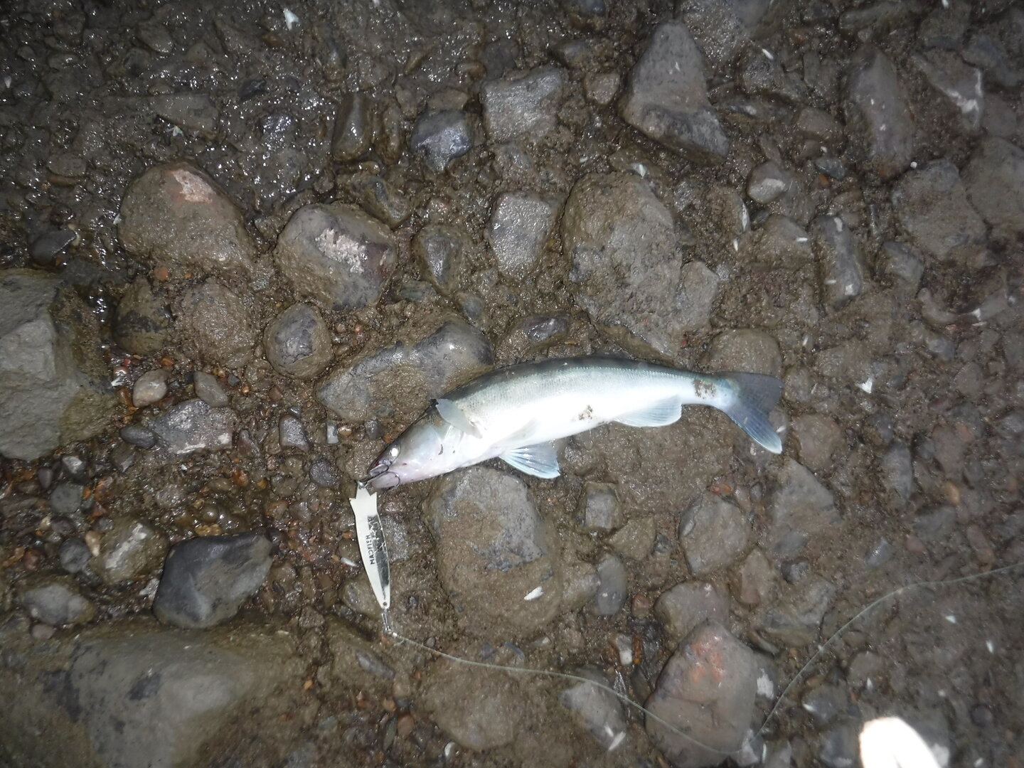 DSCF9333.JPG