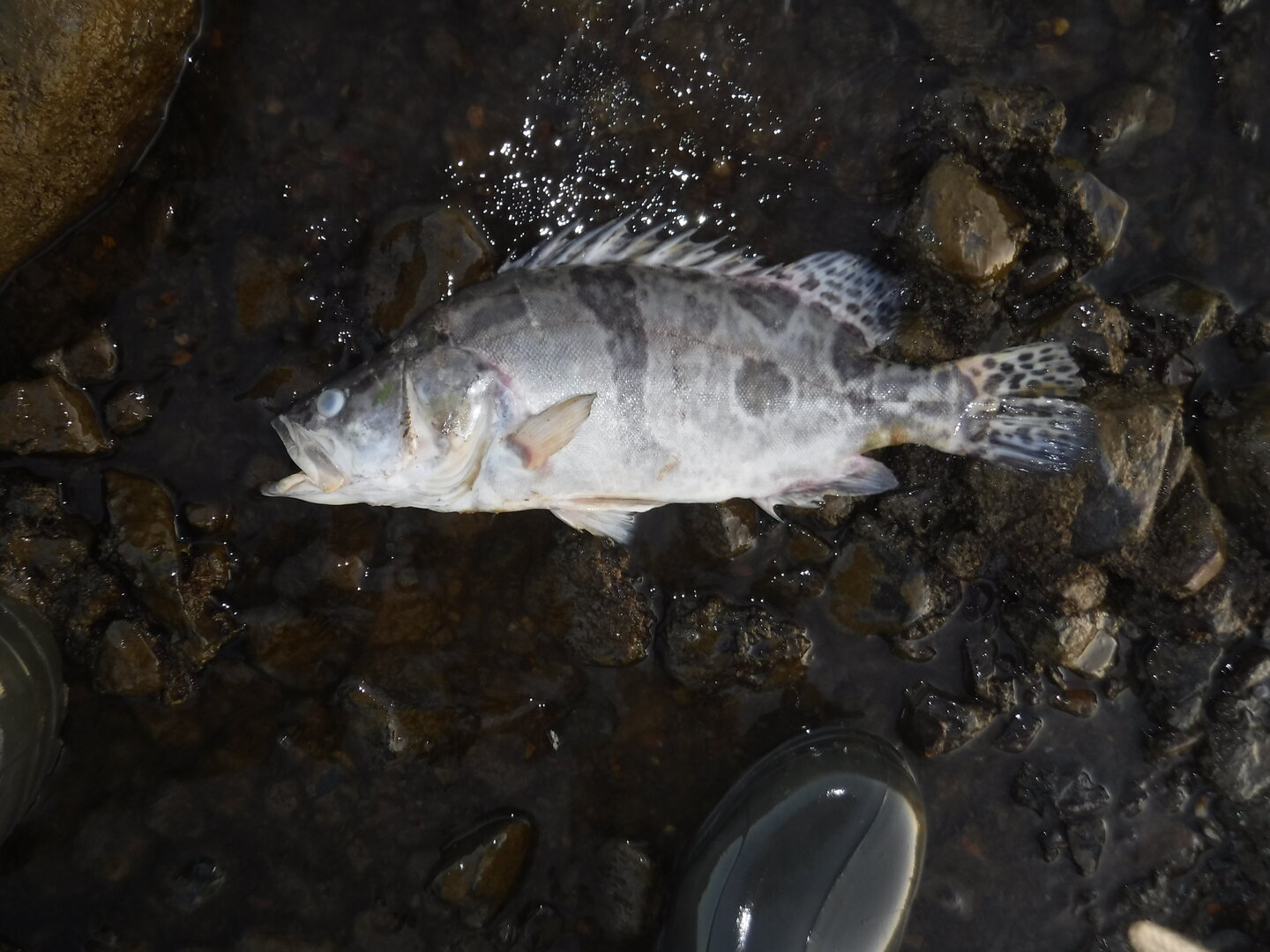 DSCF9337.JPG