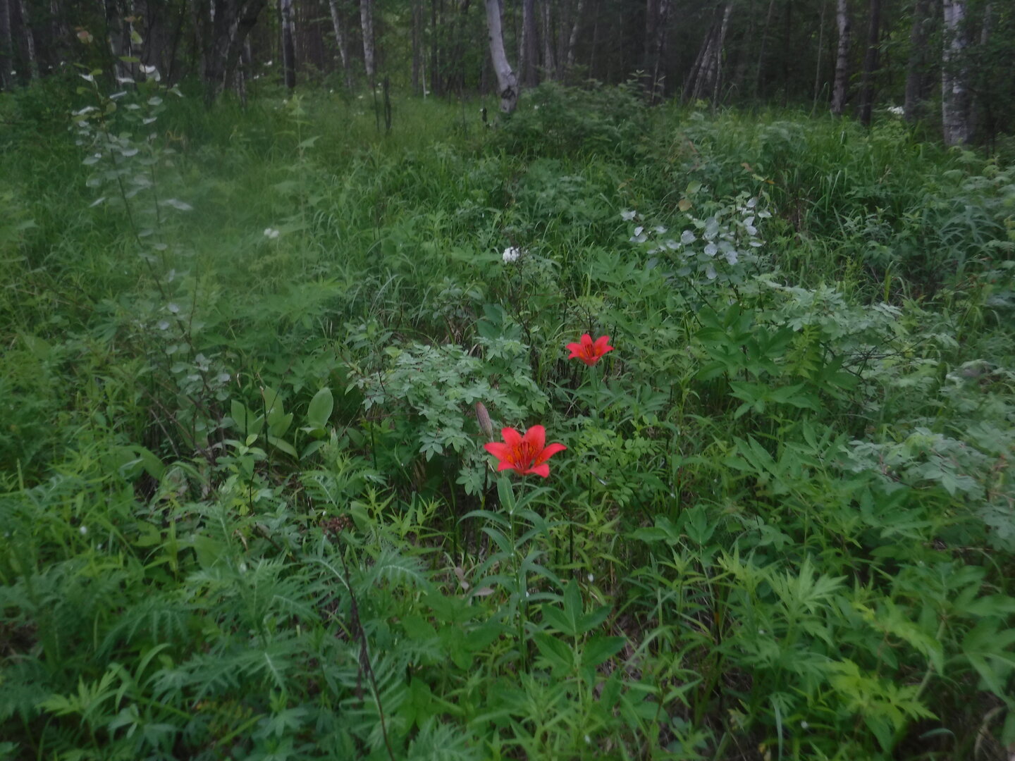 DSCF9341.JPG