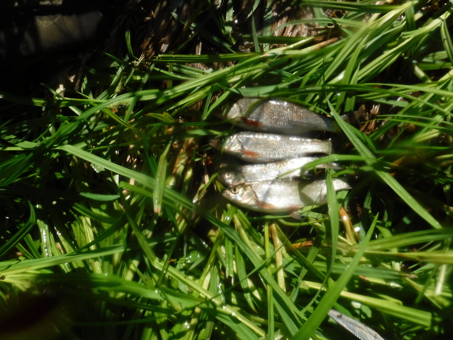 DSCF9360.JPG