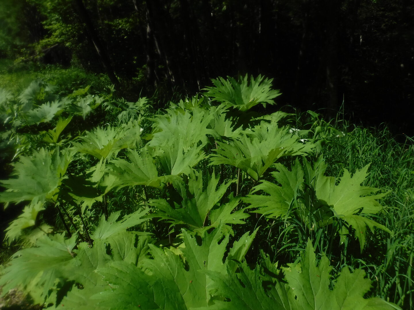 DSCF9361.JPG
