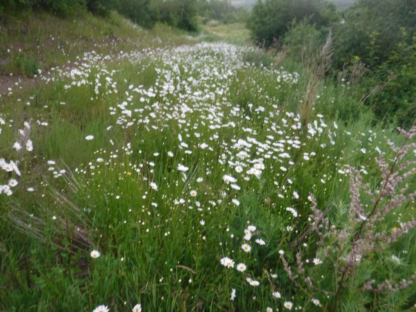 DSCF9362.JPG