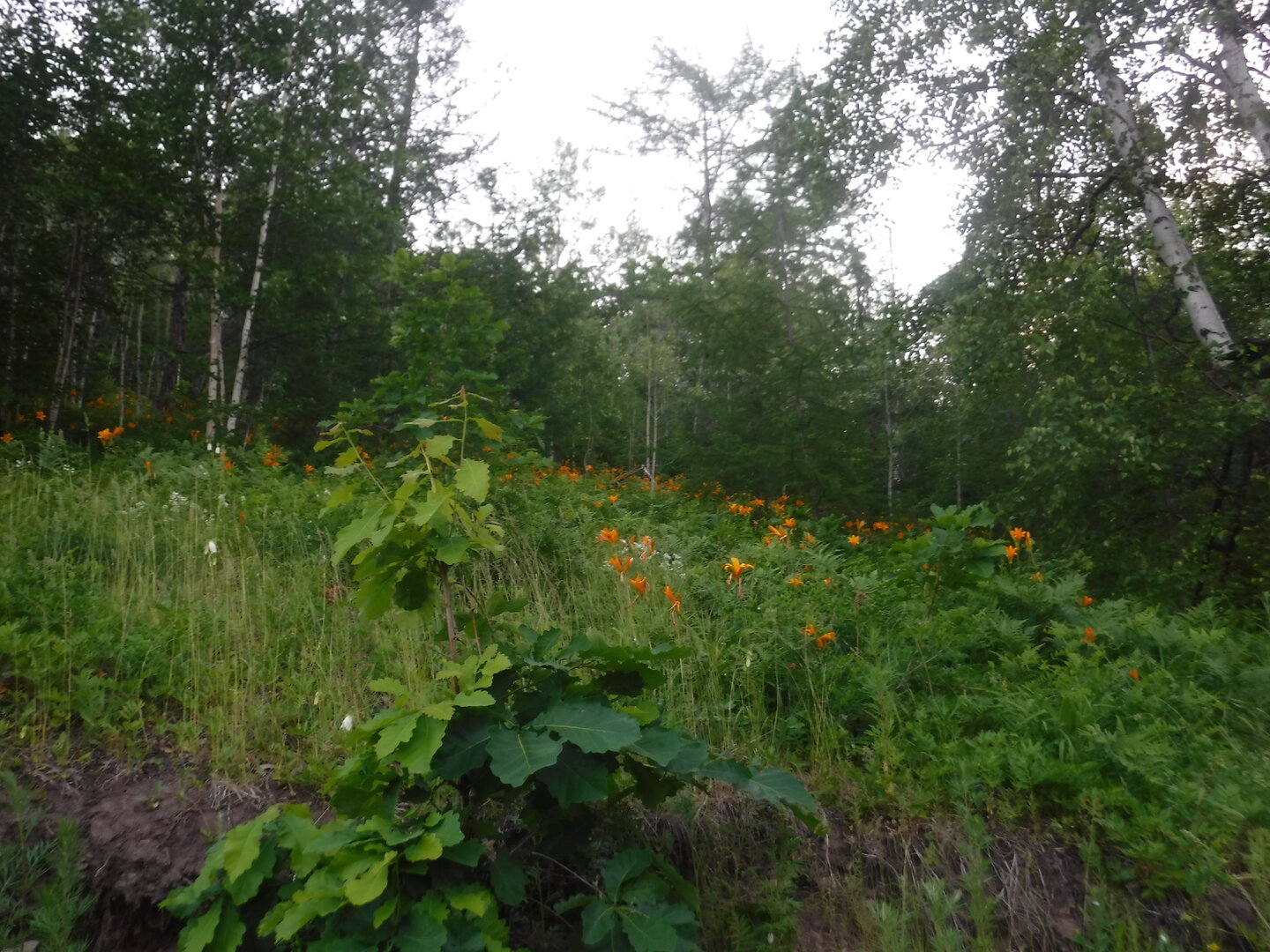 DSCF9363.JPG