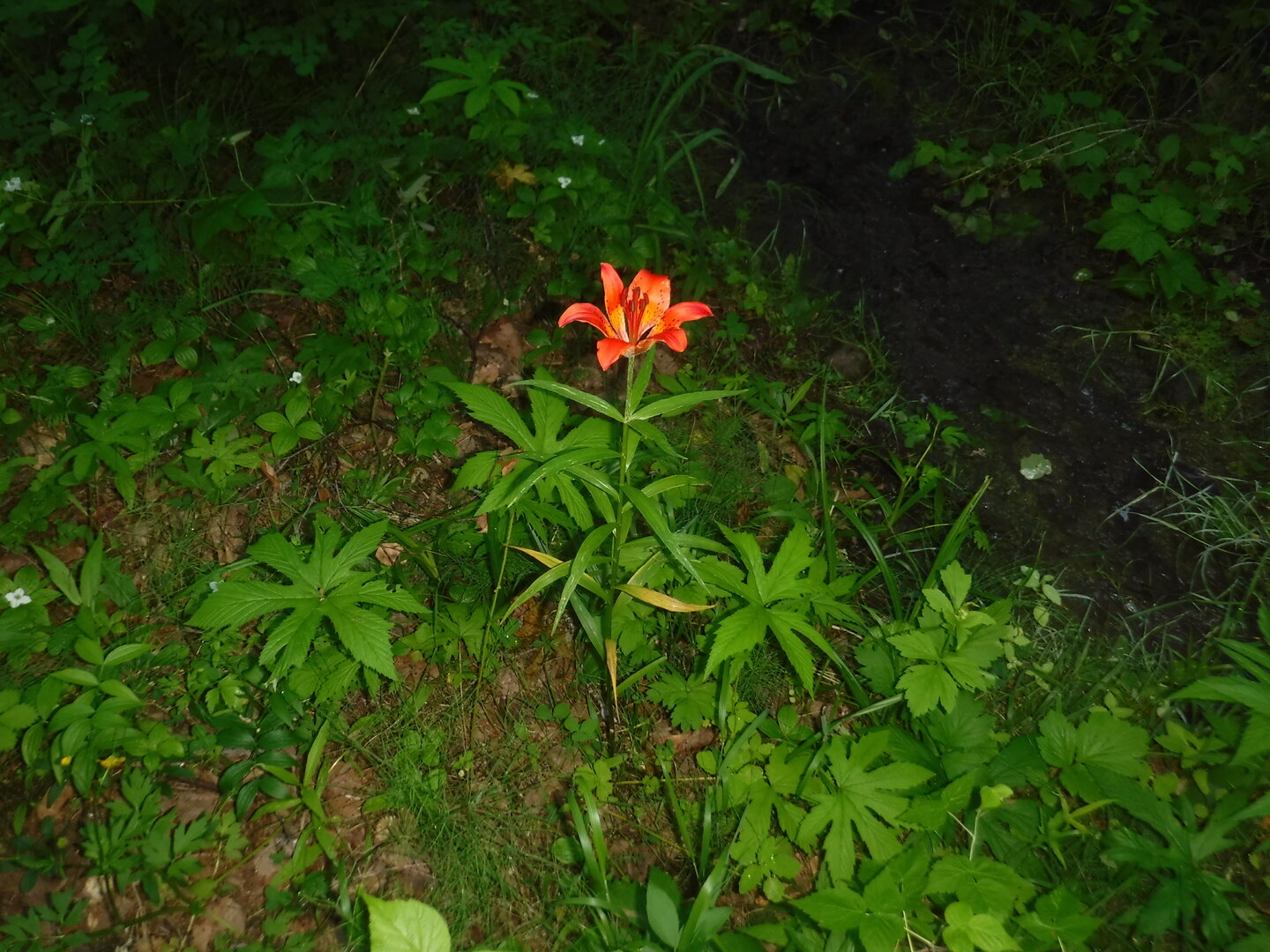DSCF9364.JPG