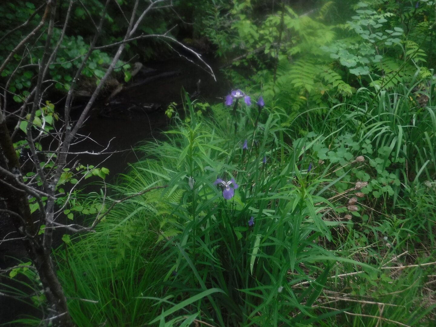 DSCF9375.JPG