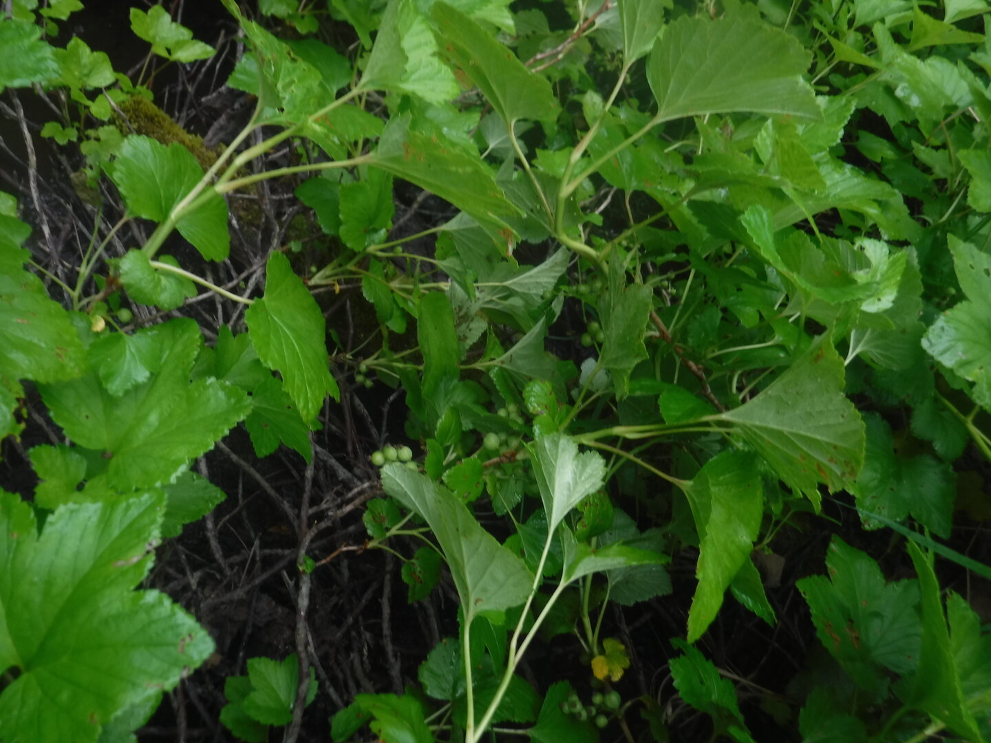 DSCF9376.JPG