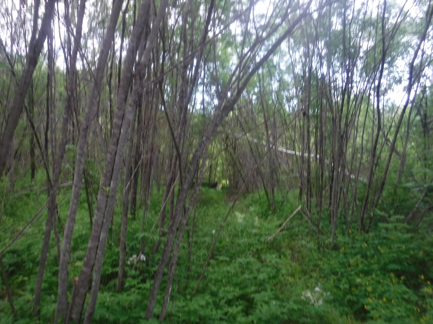 DSCF9377.JPG