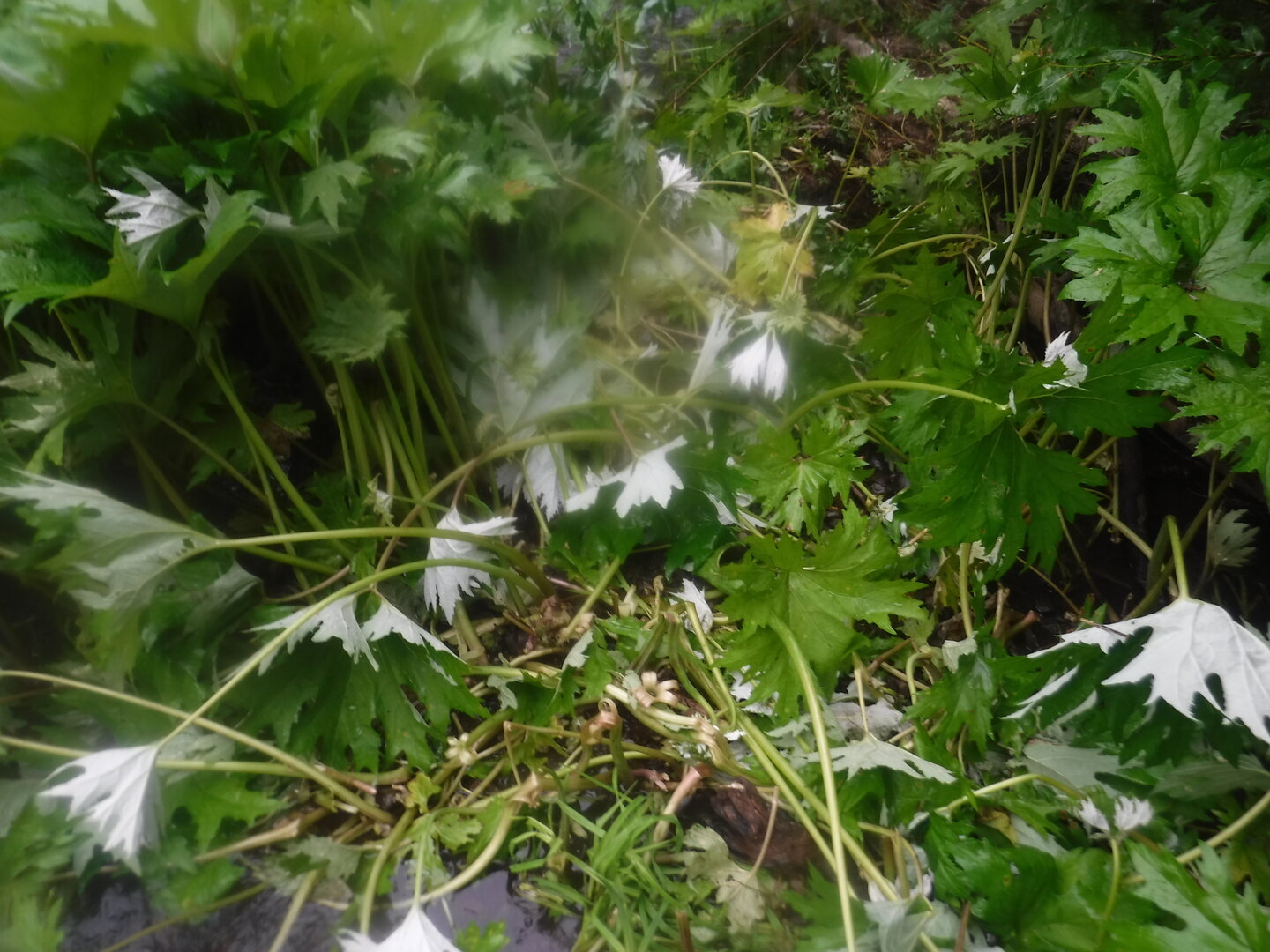 DSCF9378.JPG