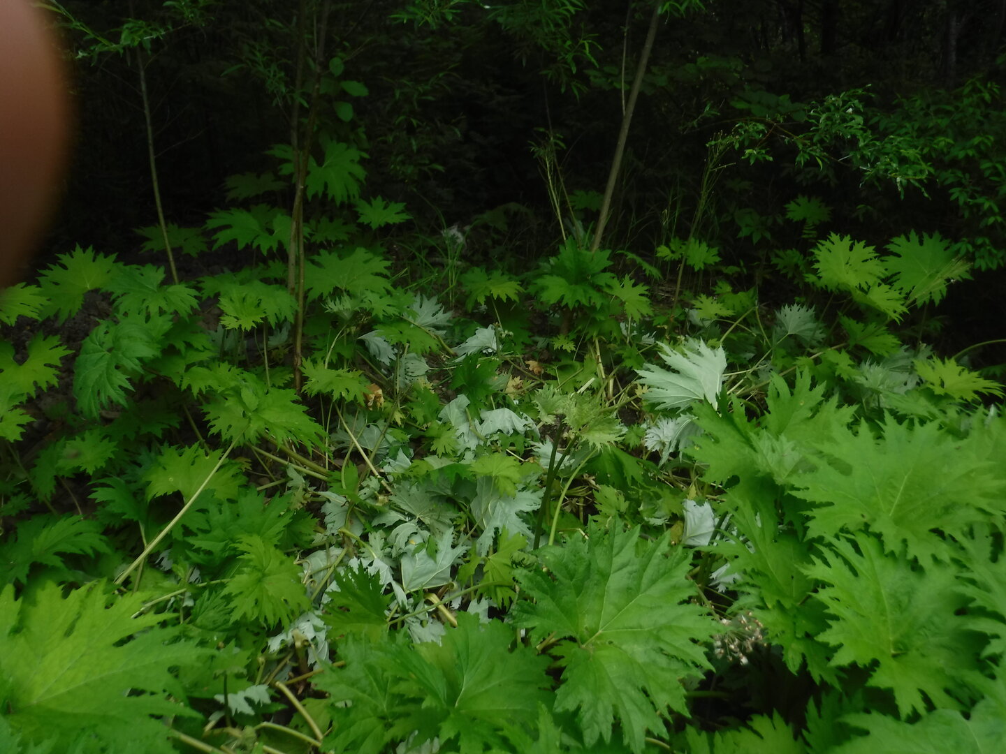 DSCF9385.JPG