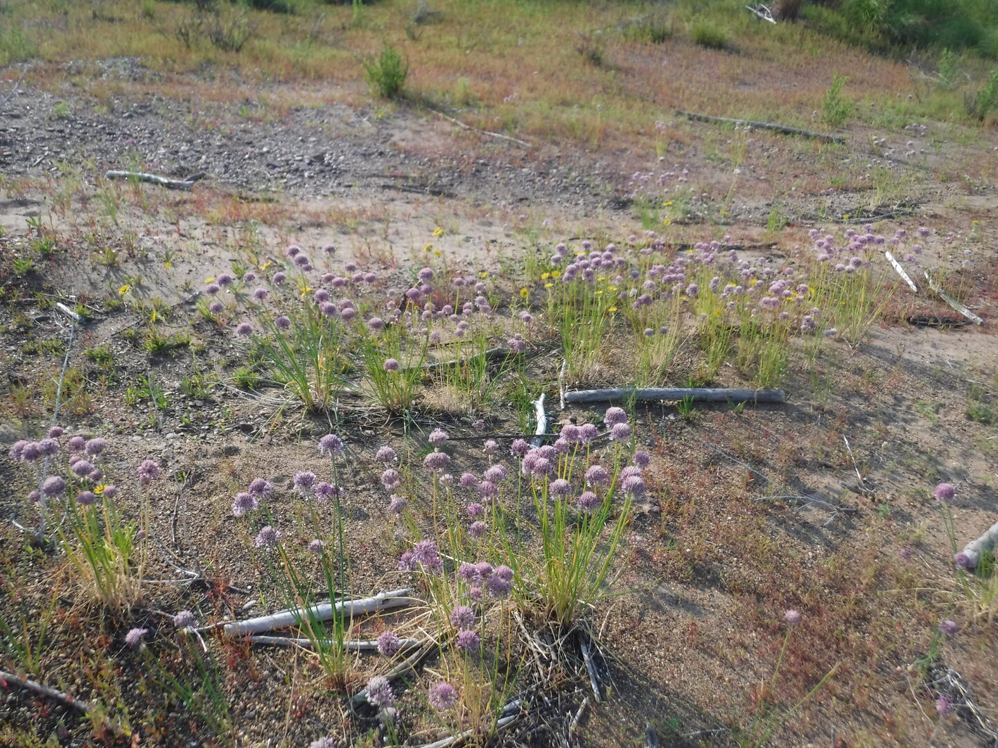 DSCF9393.JPG