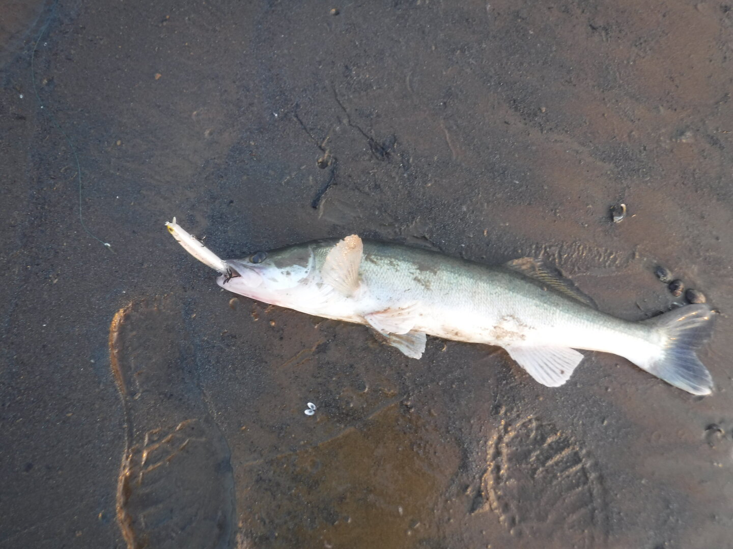 DSCF9399.JPG