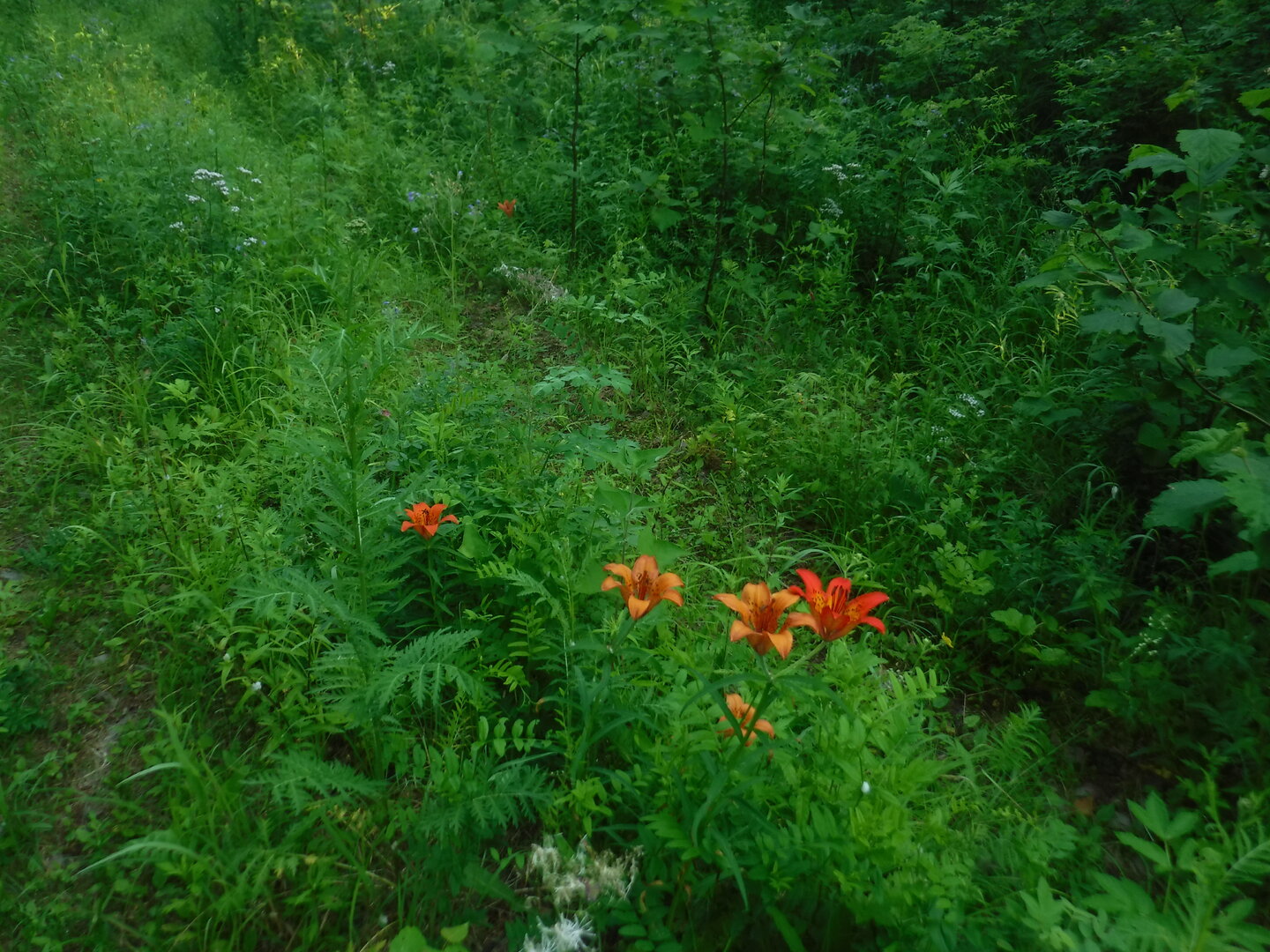 DSCF9405.JPG