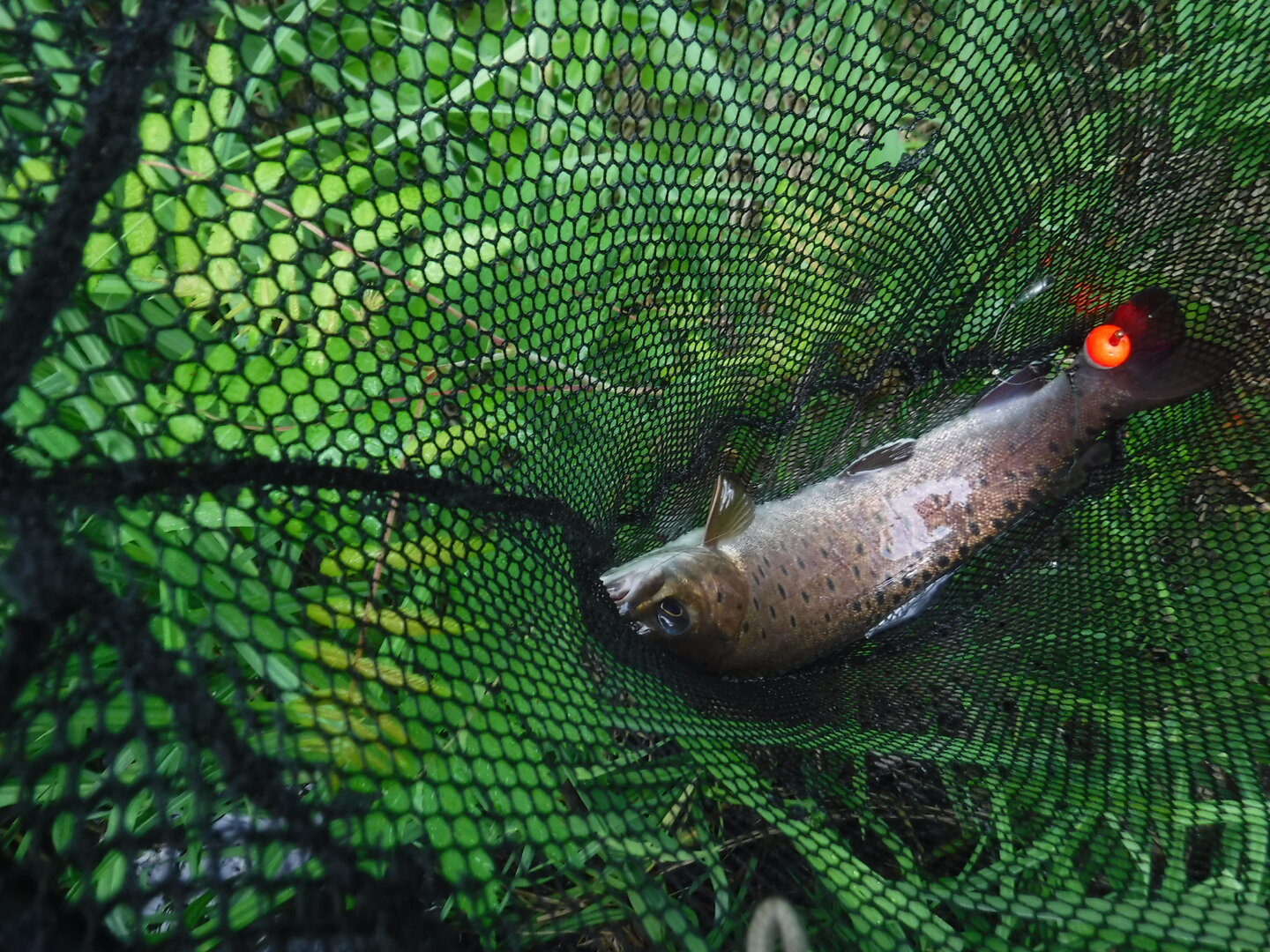 DSCF9406.JPG