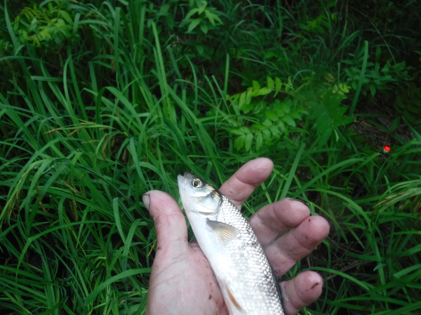 DSCF9408.JPG