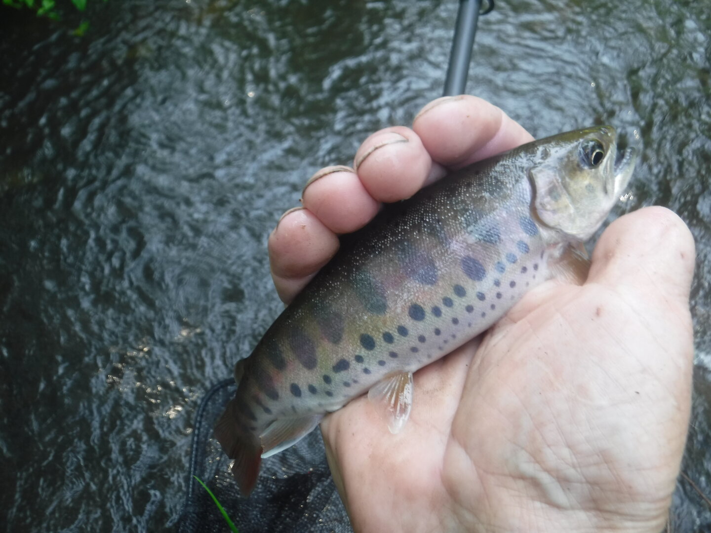 DSCF9418.JPG