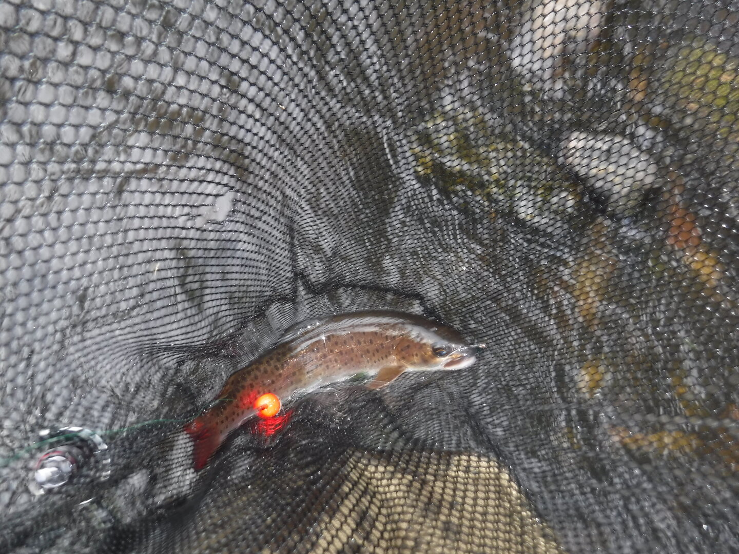 DSCF9460.JPG