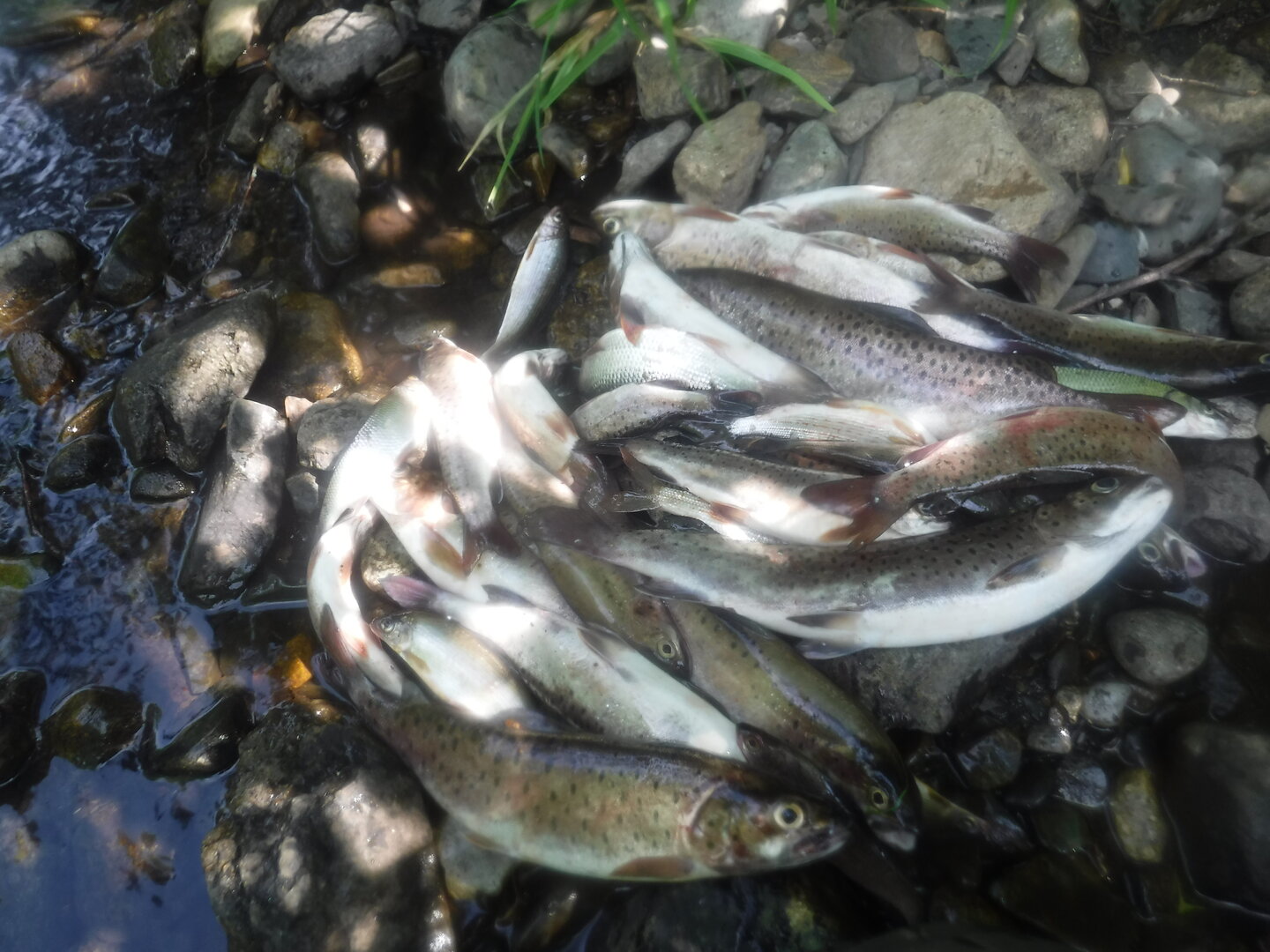 DSCF9470.JPG