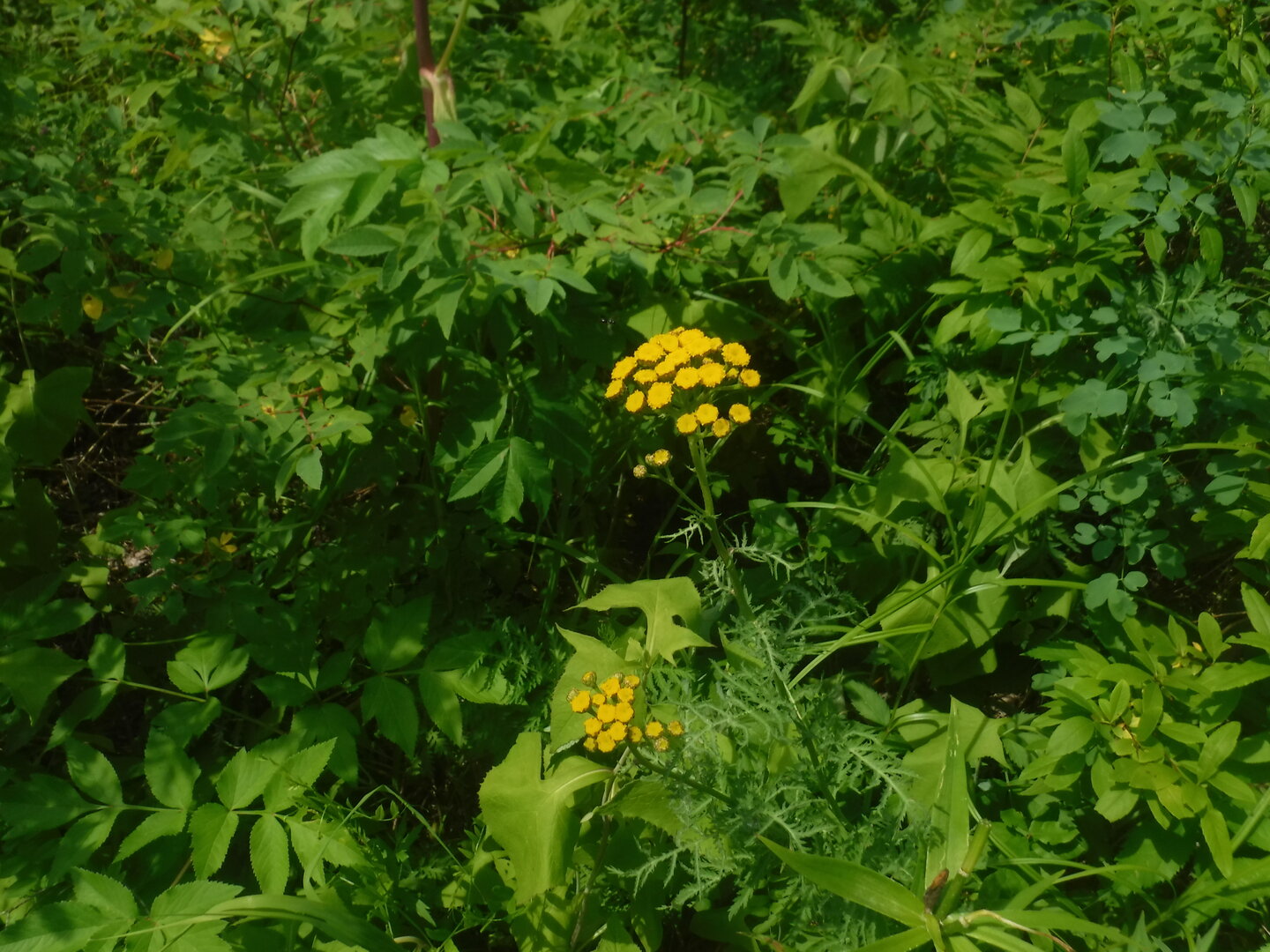 DSCF9472.JPG
