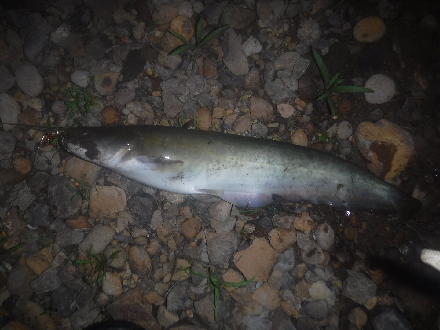 DSCF9475.JPG