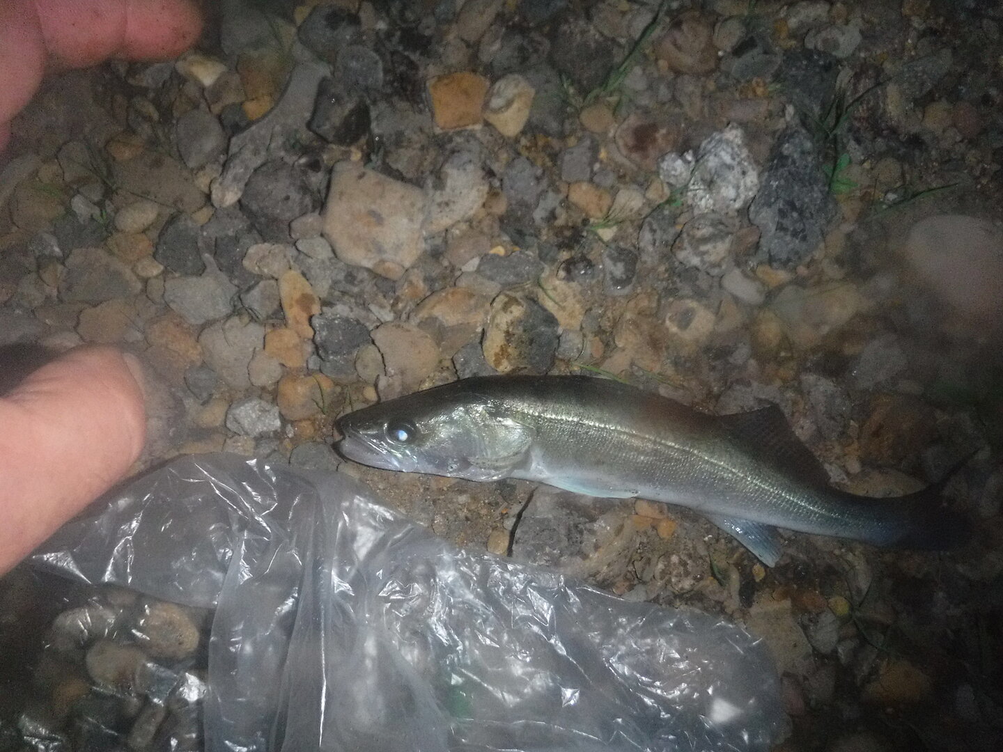 DSCF9478.JPG