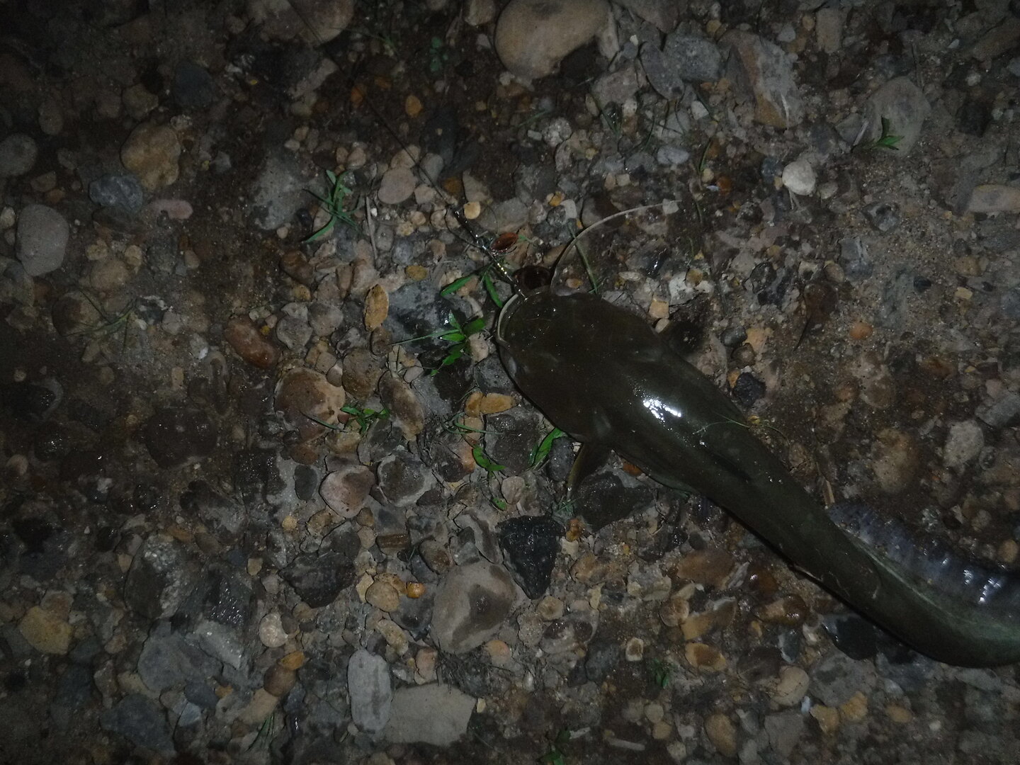 DSCF9480.JPG