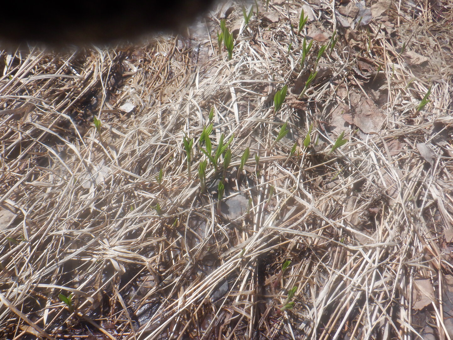 DSCF9510.JPG
