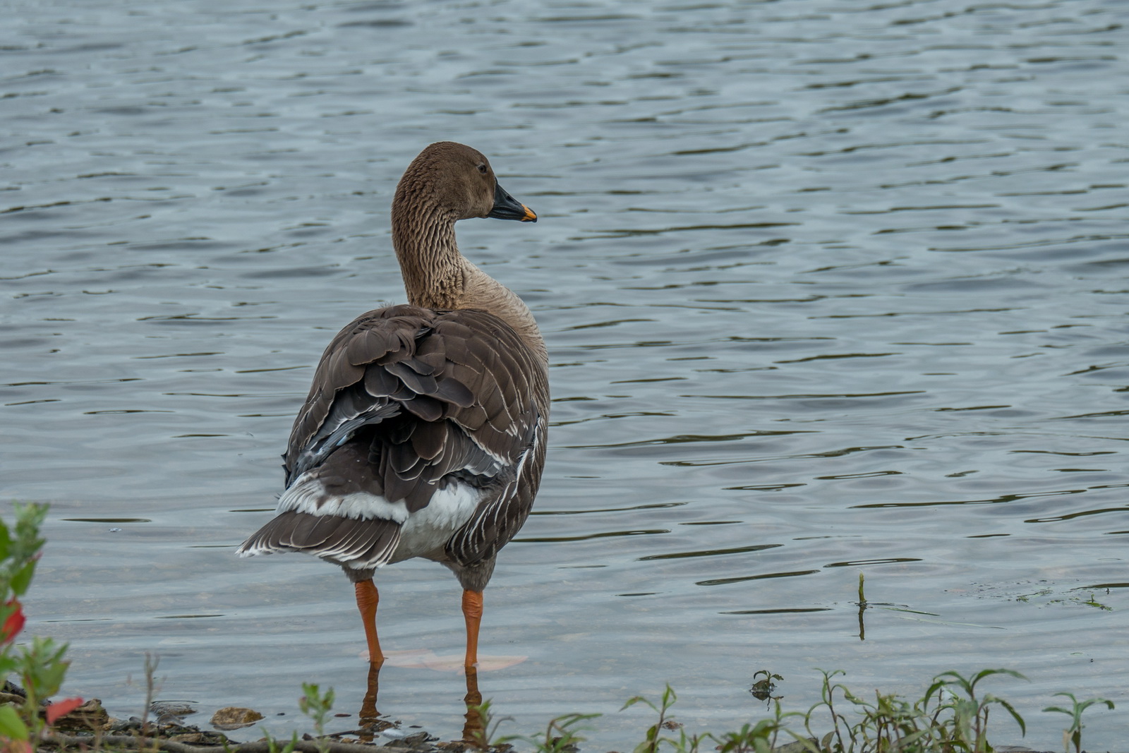 DSCF9517.jpg