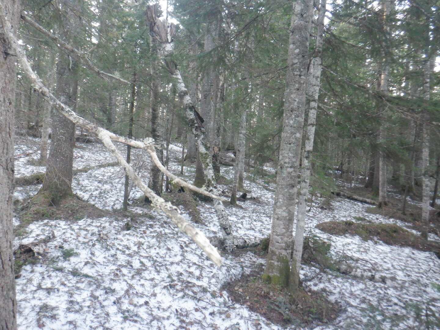 DSCF9517.JPG