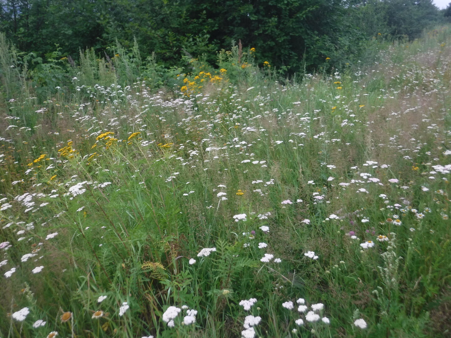DSCF9520.JPG