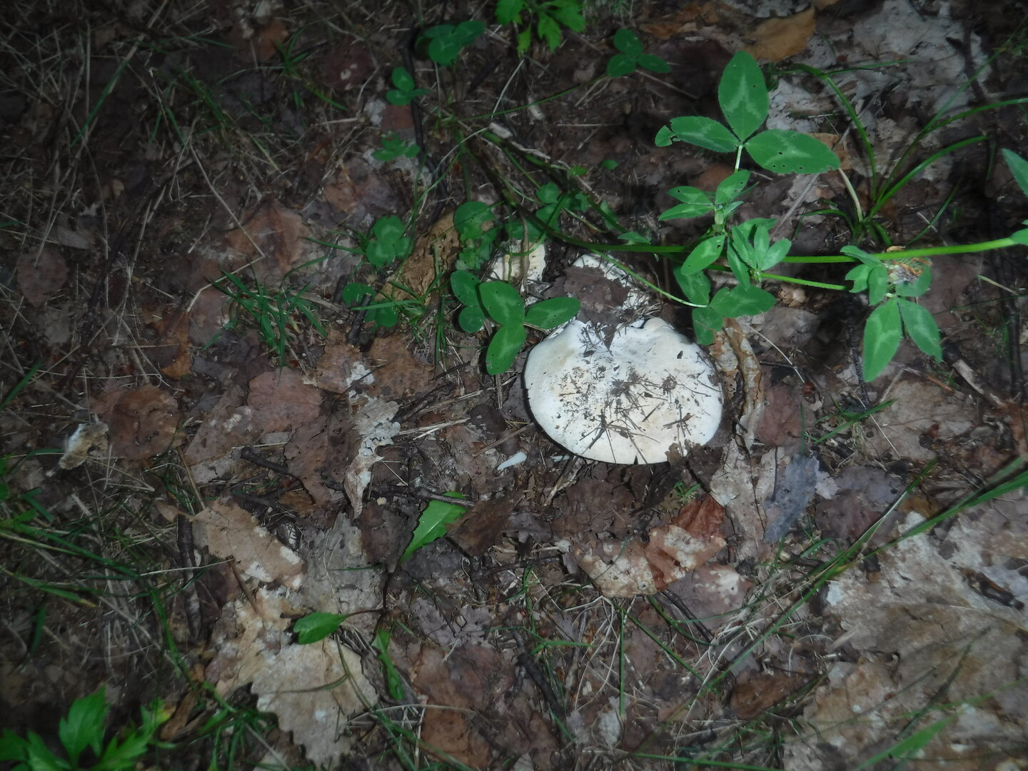DSCF9521.JPG