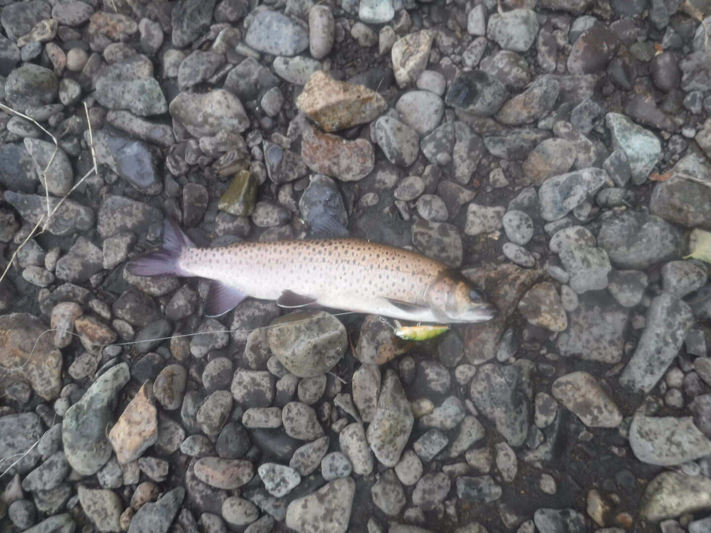 DSCF9530.JPG