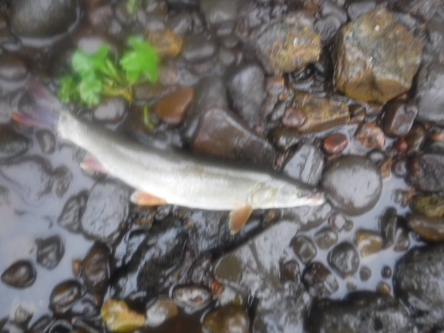 DSCF9535.JPG