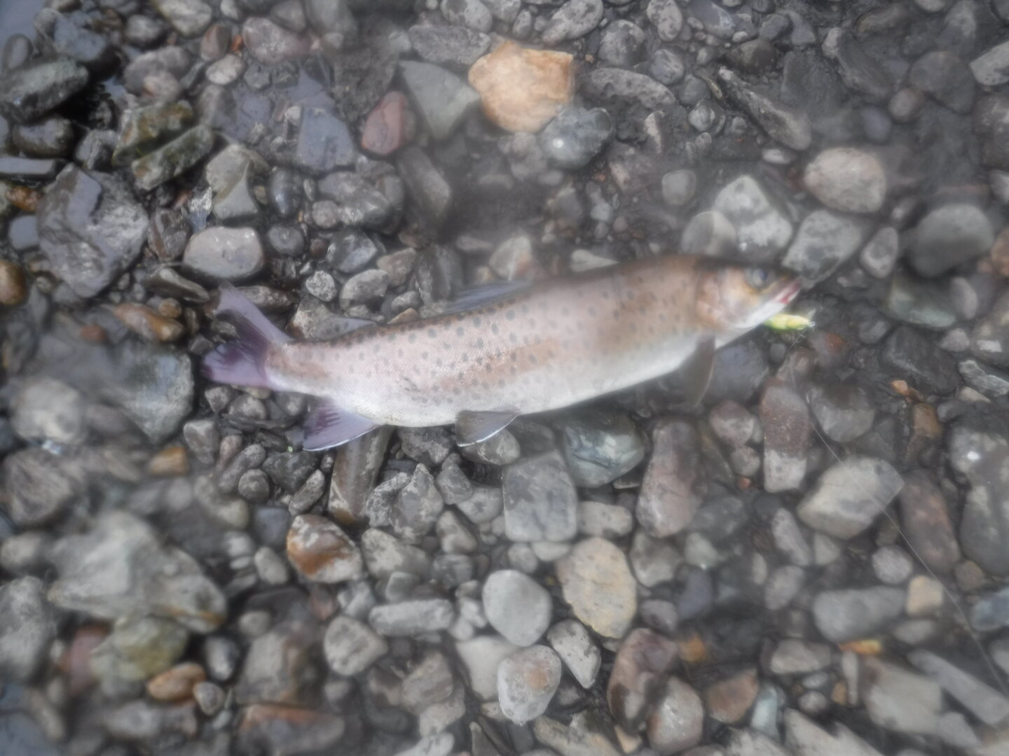 DSCF9536.JPG