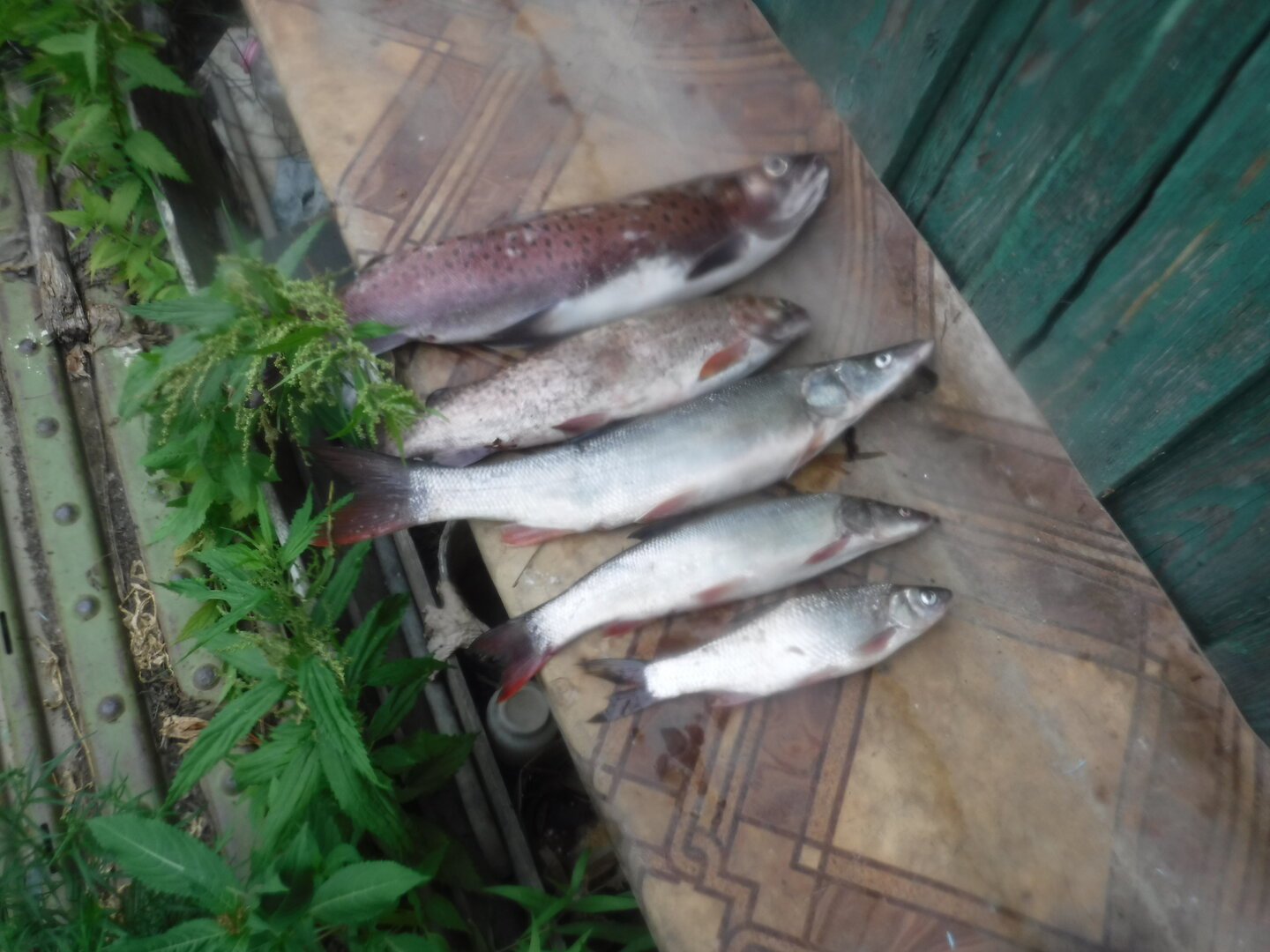 DSCF9539.JPG