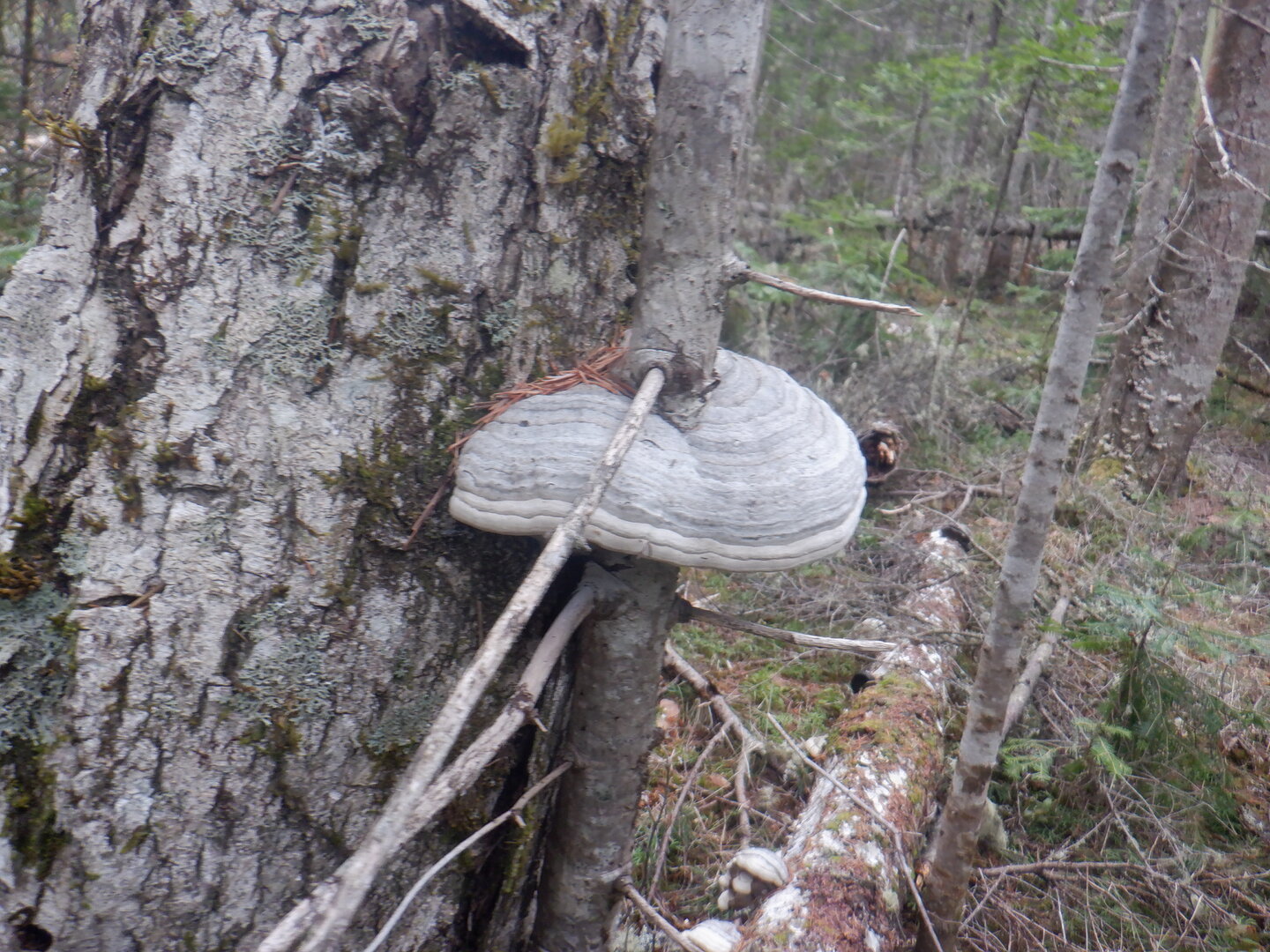 DSCF9545.JPG